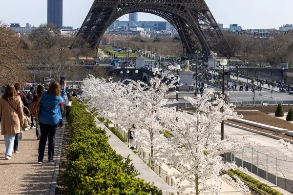 Paris, Fransa - 20 Mart 2025: Bahar Paris 'te. Arka planda, Trocadero boyunca Japon kiraz çiçekleri ve Eyfel Kulesi