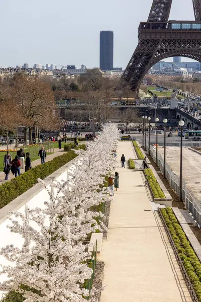 Paris, Fransa - 20 Mart 2025: Bahar Paris 'te. Arka planda, Trocadero boyunca Japon kiraz çiçekleri ve Eyfel Kulesi