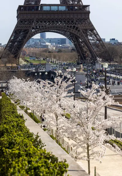 Paris, Fransa - 20 Mart 2025: Bahar Paris 'te. Arka planda, Trocadero boyunca Japon kiraz çiçekleri ve Eyfel Kulesi