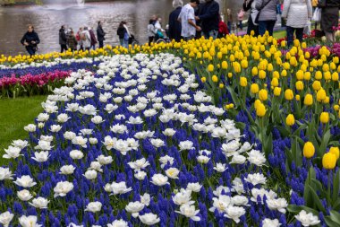 Keukenhof, Lisse Hollanda - 18 Nisan 2023: Hollanda, Lisse 'deki Keukenhof Bahçesi' nde renkli çiçekler.