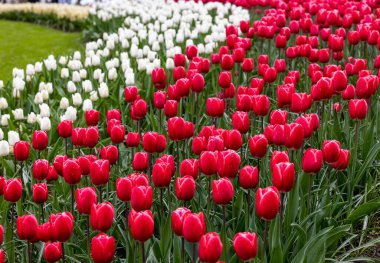 Hollanda, Lisse 'deki Keukenhof Bahçesi' nde kırmızı ve beyaz laleler.