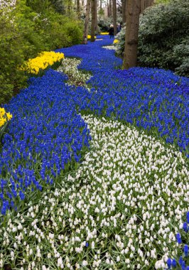 Lisse, Hollanda, Hollanda Keukenhof bahçesinde renkli çiçekler.