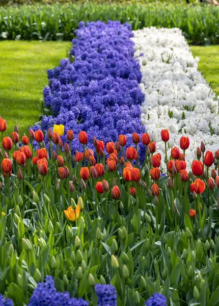 Lisse, Hollanda, Hollanda Keukenhof bahçesinde renkli çiçekler.