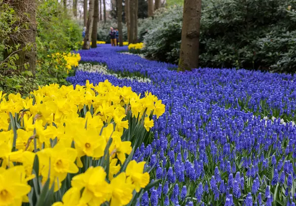 Keukenhof, Lisse Hollanda - 18 Nisan 2023: Hollanda, Lisse 'deki Keukenhof Bahçesinde sarı nergis ve mavi muscari çiçekleri çiçek açıyor.