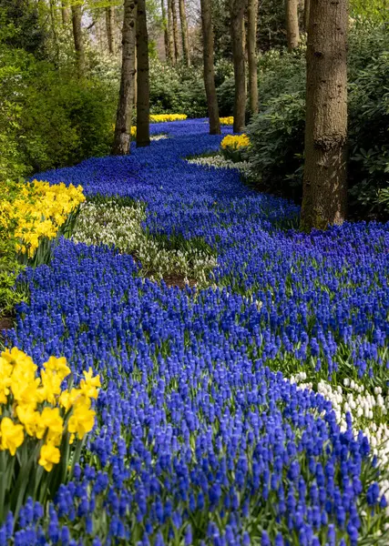 Hollanda, Lisse 'deki Keukenhof Bahçesinde çiçek açan sarı nergis ve mavi muscari çiçekleri.