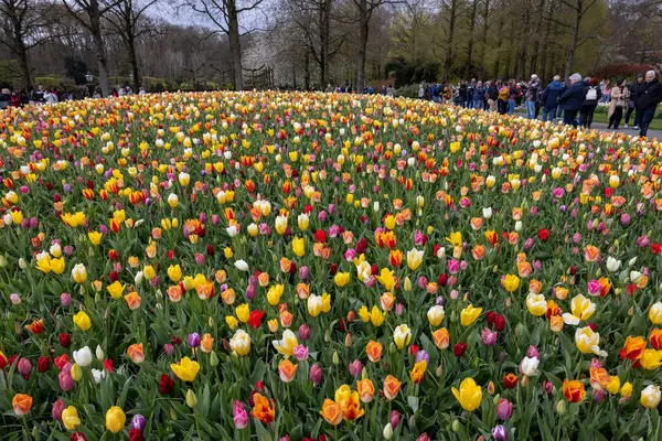 Keukenhof, Lisse Hollanda - 18 Nisan 2023: Hollanda, Lisse 'deki Keukenhof Garden' da renkli lalelerin toplanması.
