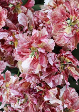 20-TW-07-03 adında renkli bir lale. Çifte Early grubu. Laleler çiçek özellikleriyle tanımlanan gruplara ayrılırlar.