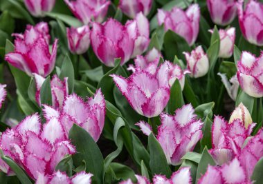Yasmine adında renkli bir lale. Dağınık bir grup. Laleler çiçek özellikleriyle tanımlanan gruplara ayrılırlar.