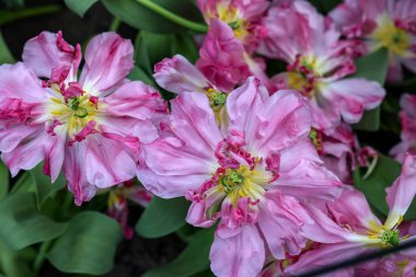 Mama Mia adında pembe laleler. Çifte Early grubu. Laleler çiçek özellikleriyle tanımlanan gruplara ayrılırlar.