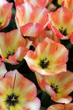 Spryng Sunrise adında renkli bir lale, Triumph grubu. Laleler çiçek özellikleriyle tanımlanan gruplara ayrılırlar.