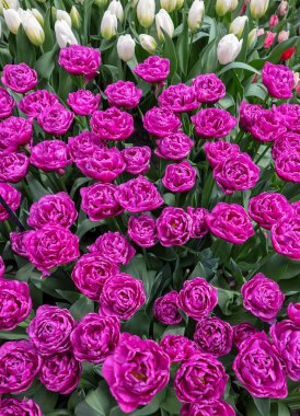 Tulip, Chiara 'yı aradı, Double Late Group. Laleler çiçek özellikleriyle tanımlanan gruplara ayrılırlar.