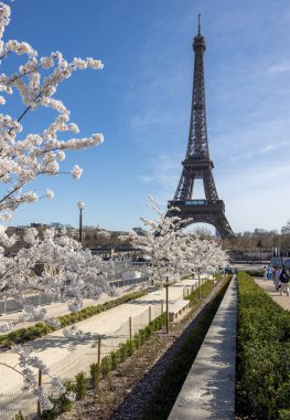 Paris, Fransa - 20 Mart 2025: Bahar Paris 'te. Arka planda, Trocadero boyunca Japon kiraz çiçekleri ve Eyfel Kulesi