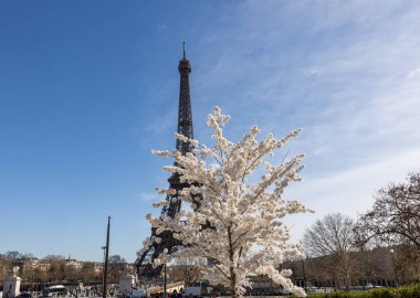 Paris, Fransa - 20 Mart 2025: Bahar Paris 'te. Arka planda, Trocadero boyunca Japon kiraz çiçekleri ve Eyfel Kulesi