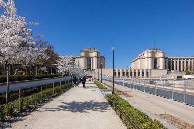 Paris, Fransa - 20 Mart 2025: Bahar Paris 'te. Trocadero boyunca Japon kiraz çiçekleri açar.