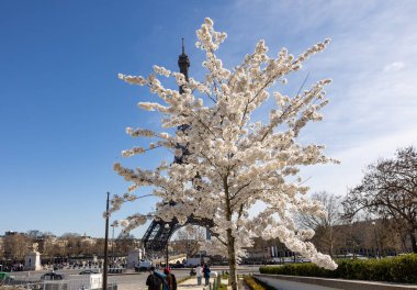 Paris, Fransa - 20 Mart 2025: Bahar Paris 'te. Arka planda, Trocadero boyunca Japon kiraz çiçekleri ve Eyfel Kulesi