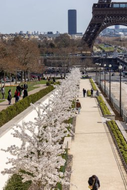 Paris, Fransa - 20 Mart 2025: Bahar Paris 'te. Arka planda, Trocadero boyunca Japon kiraz çiçekleri ve Eyfel Kulesi