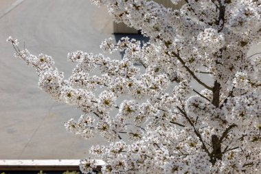 Paris 'te bahar. Trocadero boyunca Japon kiraz çiçekleri açar. 
