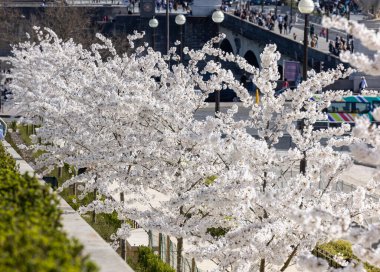 Paris, Fransa - 20 Mart 2025: Bahar Paris 'te. Arka planda, Trocadero boyunca Japon kiraz çiçekleri ve Eyfel Kulesi