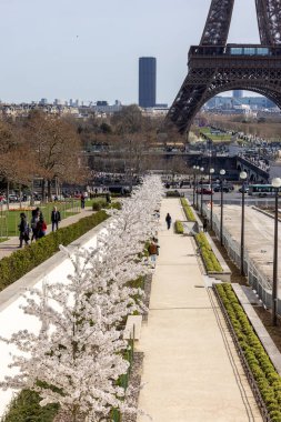 Paris, Fransa - 20 Mart 2025: Bahar Paris 'te. Arka planda, Trocadero boyunca Japon kiraz çiçekleri ve Eyfel Kulesi
