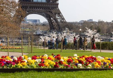 Paris, Fransa - 20 Mart 2025: Bahar Paris 'te. Arka planda Japon kiraz ve primula çiçekleri Trocadero ve Eyfel Kulesi boyunca çiçek açar.