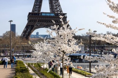 Paris, Fransa - 20 Mart 2025: Bahar Paris 'te. Arka planda, Trocadero boyunca Japon kiraz çiçekleri ve Eyfel Kulesi
