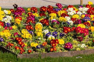 Paris 'te bahar. Primula vulgaris bitkileri Trocadero boyunca çiçek açıyor. 