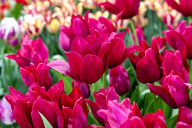 Merlot adında kırmızı bir lale. Lily çiçekli grup. Laleler çiçek özellikleriyle tanımlanan gruplara ayrılırlar.