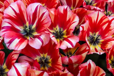 Spryng Break adında renkli bir lale. Zafer grubu. Laleler çiçek özellikleriyle tanımlanan gruplara ayrılırlar.