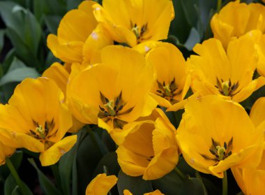 Sarı Tulip 'in adı Chongming of Love. Darwin melez grubu. Laleler çiçek özellikleriyle tanımlanan gruplara ayrılırlar.