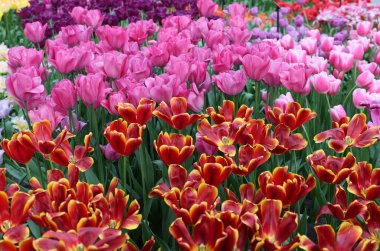 bir bahçede çiçek açan renkli Lale