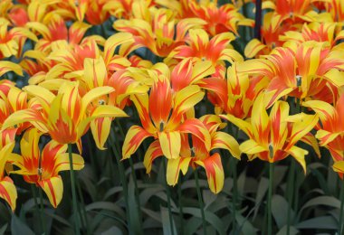 Bahçede açan sarı turuncu laleler