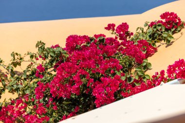 Santorini Adası, Cyclades, Yunanistan 'daki Oia' daki ev duvarına tırmanan kırmızı begonviller. 