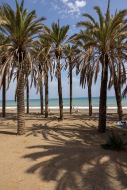 Torremolinos, İspanya - 15 Eylül 2023: Torremolinos, Endülüs, İspanya 'daki Bajondillo plajı boyunca uzanan Palm Grove.