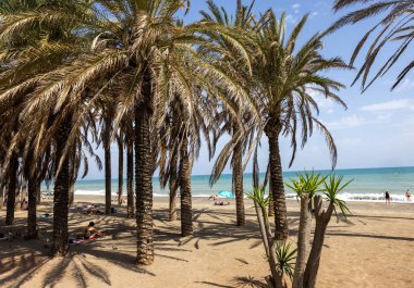 Torremolinos, İspanya - 15 Eylül 2023: Torremolinos, Endülüs, İspanya 'daki Bajondillo plajı boyunca uzanan Palm Grove.