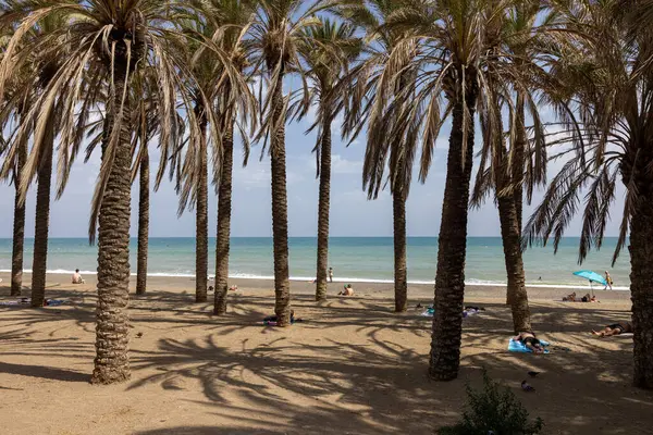 Torremolinos, İspanya - 15 Eylül 2023: Torremolinos, Endülüs, İspanya 'daki Bajondillo plajı boyunca uzanan Palm Grove.