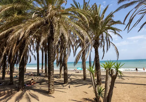 Torremolinos, İspanya - 15 Eylül 2023: Torremolinos, Endülüs, İspanya 'daki Bajondillo plajı boyunca uzanan Palm Grove.