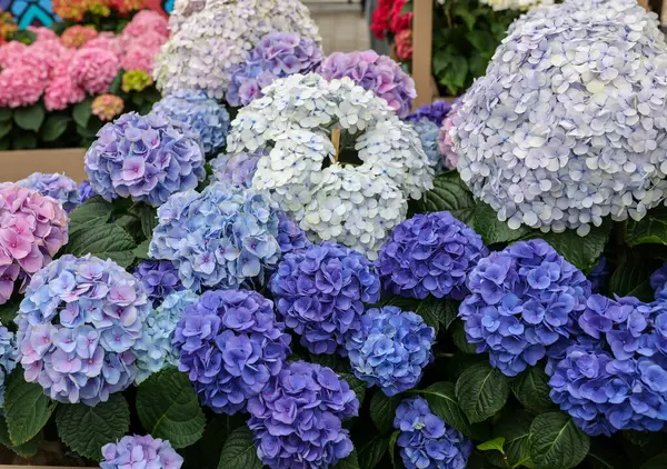  Bahçedeki güzel beyaz ve mavi bir ortancaya yakın çekim