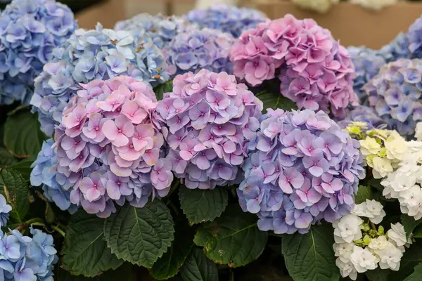 Bahçedeki çiçek açan ortanca çiçeklerine yakın çekim