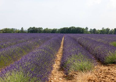 Valensole Platosu 'ndaki lavanta tarlaları. Provence, Fransa. 