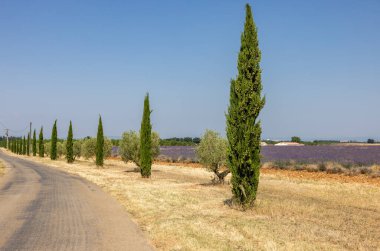 Valensole Platosu 'ndaki lavanta tarlaları boyunca selvi çiçekleri. Provence, Fransa.