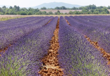 Valensole Platosu 'ndaki lavanta tarlaları. Provence, Fransa. 