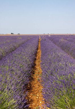 Valensole Platosu 'ndaki lavanta tarlaları. Provence, Fransa. 