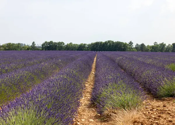 Valensole Platosu 'ndaki lavanta tarlaları. Provence, Fransa. 