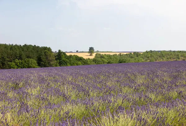 Valensole Platosu 'ndaki lavanta tarlaları. Provence, Fransa. 
