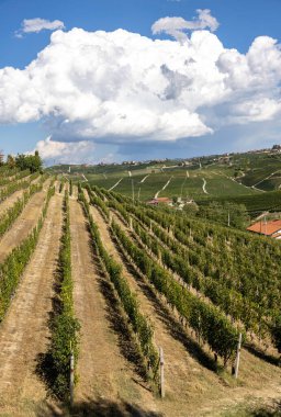 Langhe vineyards near Barolo Unesco Site, Piedmont, Italy