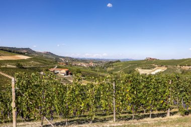 Langhe vineyards near Barolo Unesco Site, Piedmont, Italy