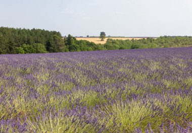 Valensole Platosu 'ndaki lavanta tarlaları. Provence, Fransa. 