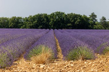 Valensole Platosu 'ndaki lavanta tarlaları. Provence, Fransa. 