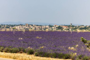 Valensole Platosu 'ndaki lavanta tarlaları. Provence, Fransa. 