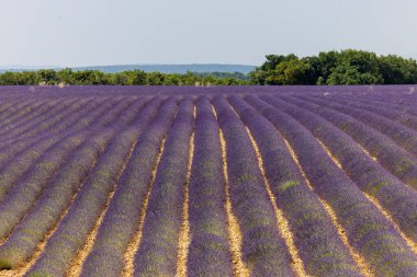 Valensole Platosu 'ndaki lavanta tarlaları. Provence, Fransa. 